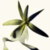 Black Orchid Reserve
