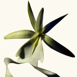 Black Orchid Reserve