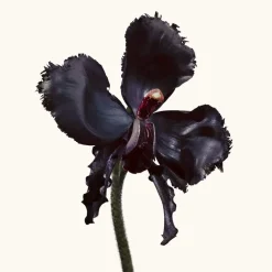 Black Orchid Reserve