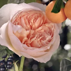 CHLOÉ Rose Tangerine Eau de toilette