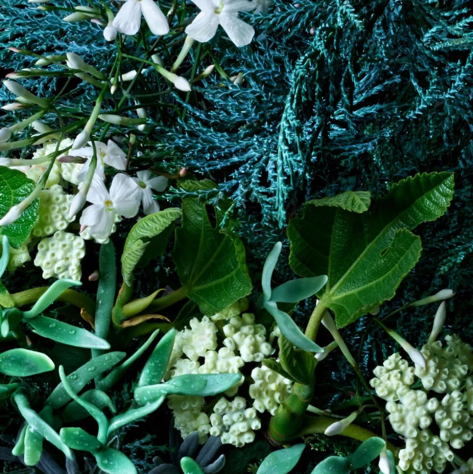 Coastal Cypress & Sea Fennel Body Lotion