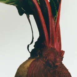 LOEWE Beetroot Candle