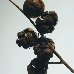 LOEWE Cypress Balls Scented Wax Candle holder