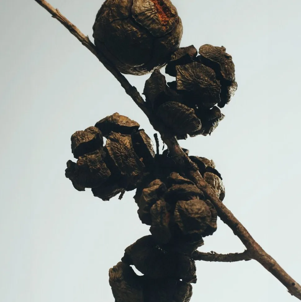 LOEWE Cypress Balls Scented Wax Candle holder