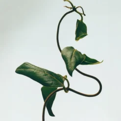 LOEWE Honeysuckle Scented Wax Candle holder