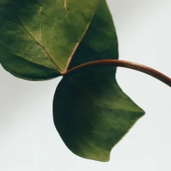 LOEWE Ivy Scented Wax Candle holder
