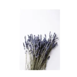 Organic Body Wash Lavender