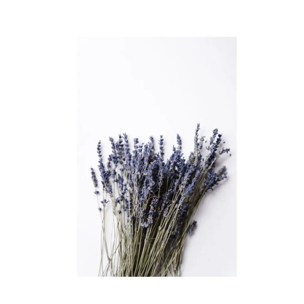 Organic Body Wash Lavender