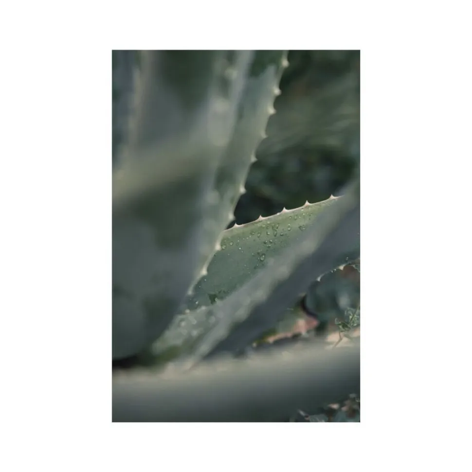 Organic Body Wash Lavender