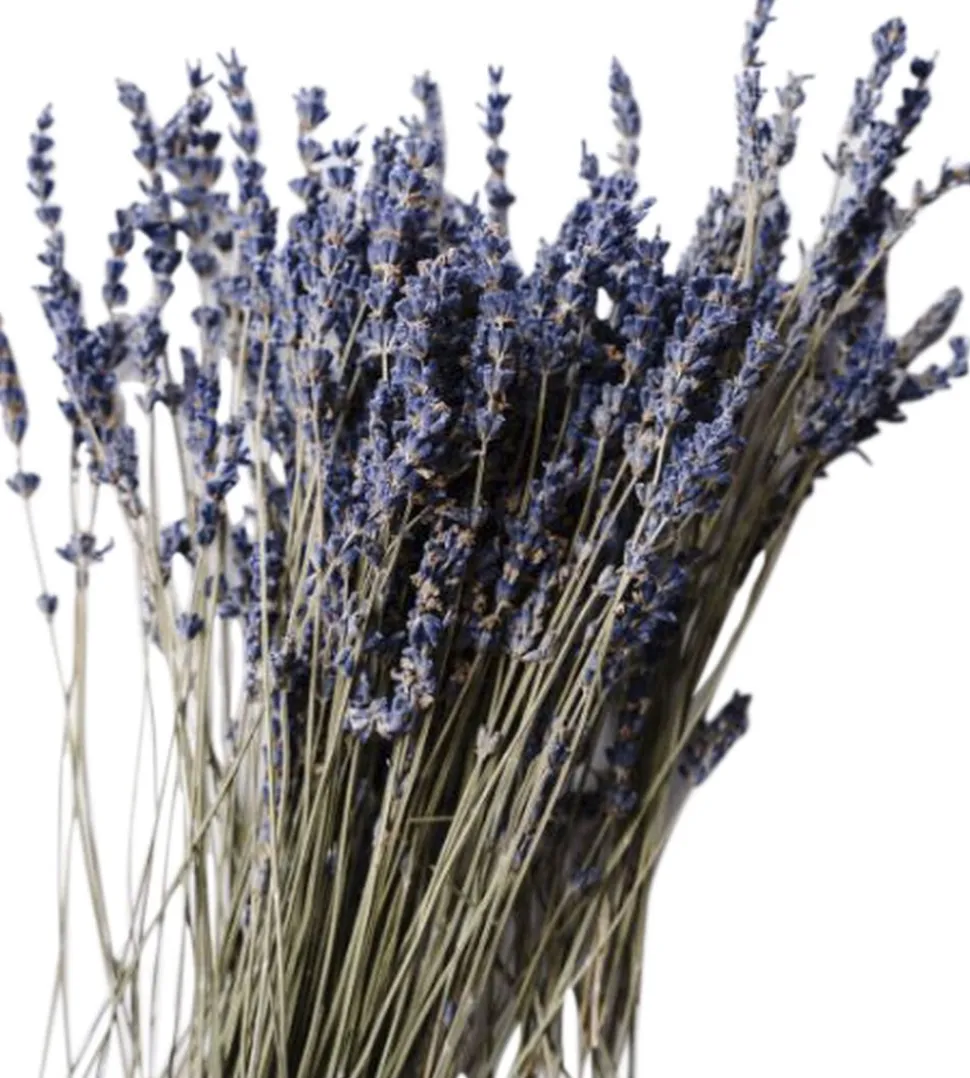 Organic Body Wash Lavender