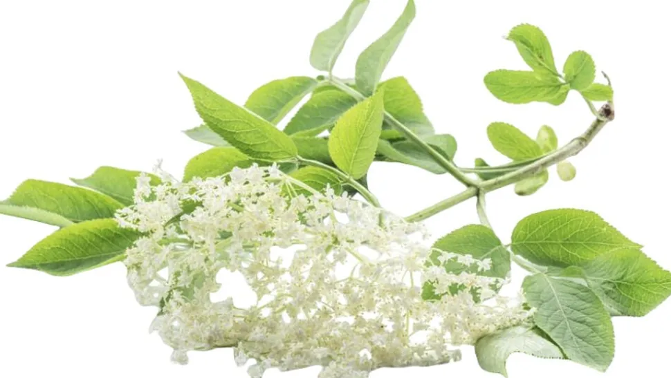 Organic Elderflower Salt Spray