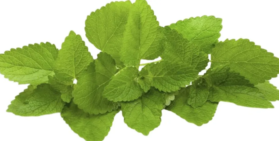 Organic Herbal Tonic