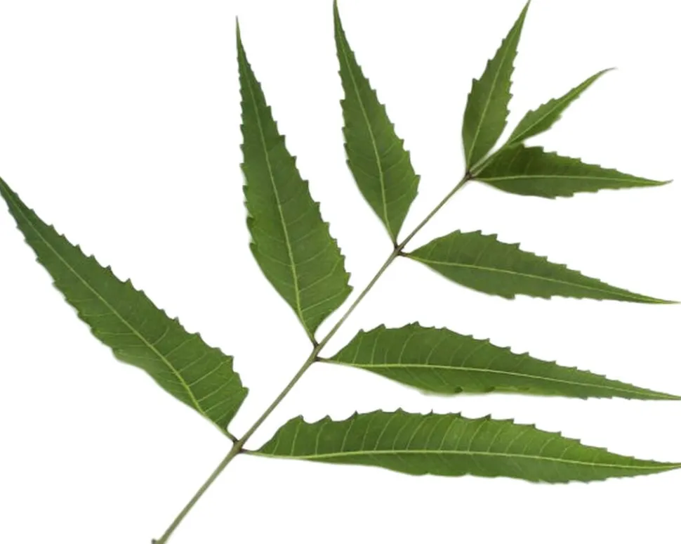 Organic Herbal Tonic