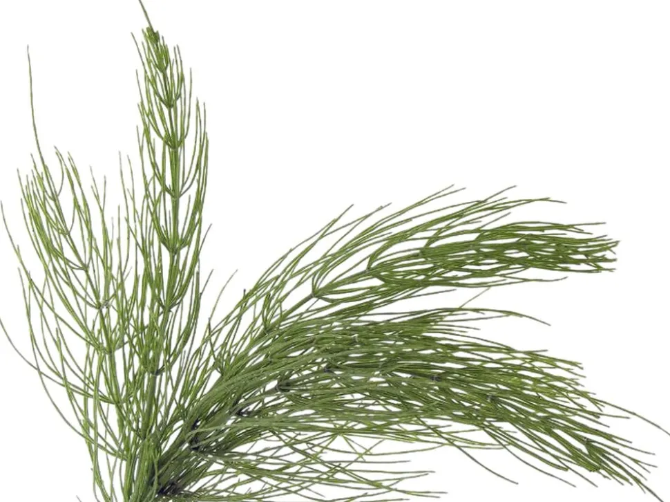 Organic Herbal Tonic