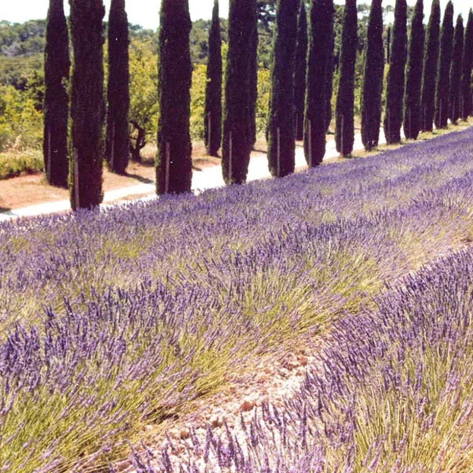 Solid parfume - Lavender No 21