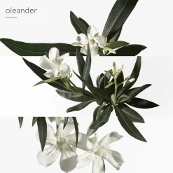 Un Jardin en Méditerranée Eau de Toilette